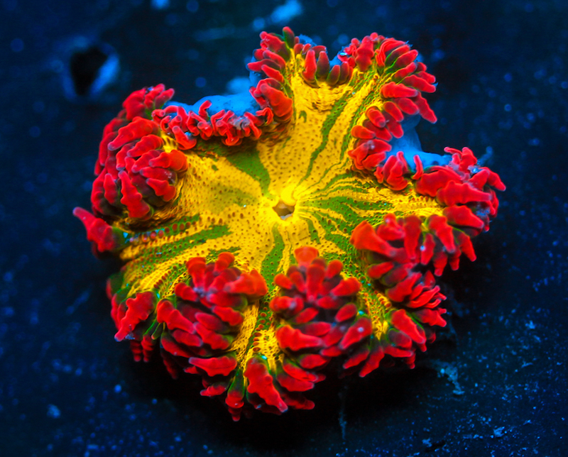 Phymanthus crucifer - Perlenanemone Multicolor Ultra