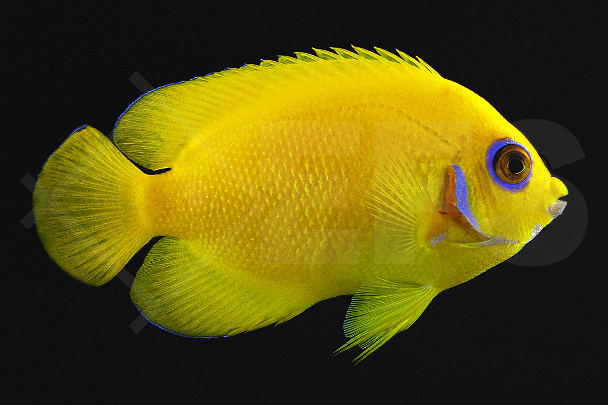 Centropyge flavissima - Zitronen-Zwergkaiserfisch