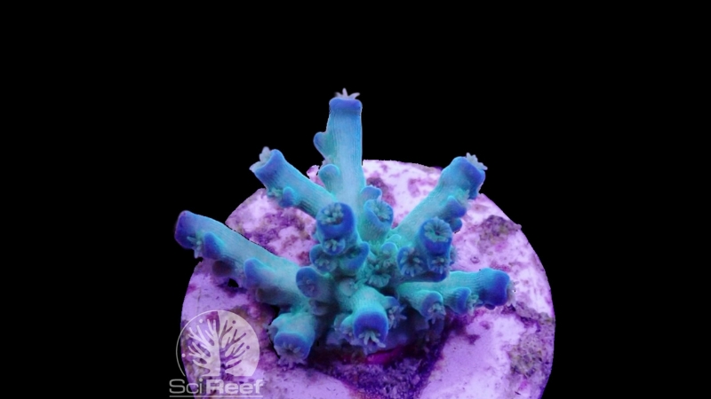 SciReef Acropora tenuis TWIN Grade 2 "ice fire" 0293