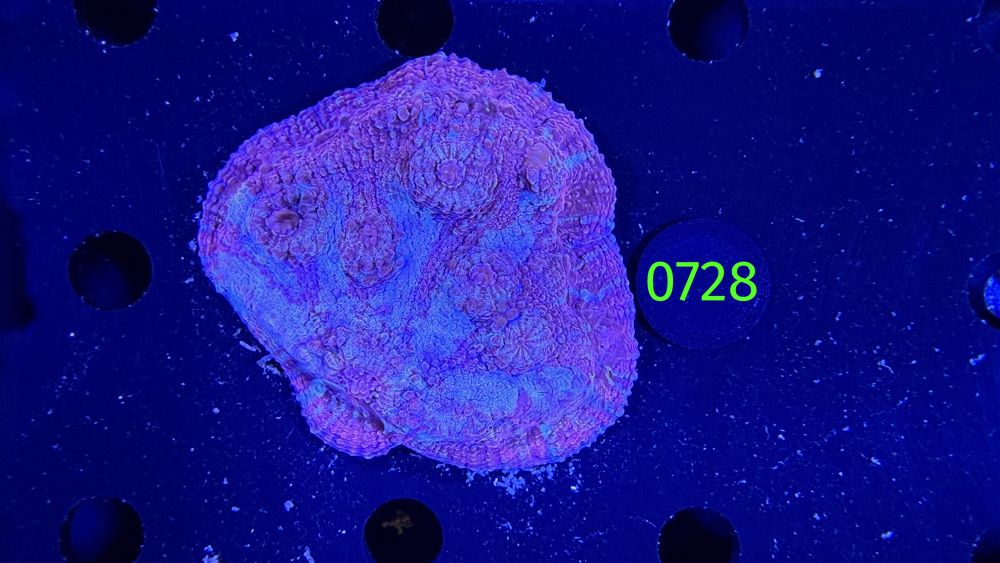 Echinophyllia/Chalice WYSIWYG 0728