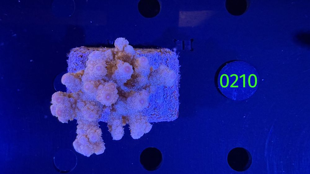 Acropora sp. WYSIWYG 0210