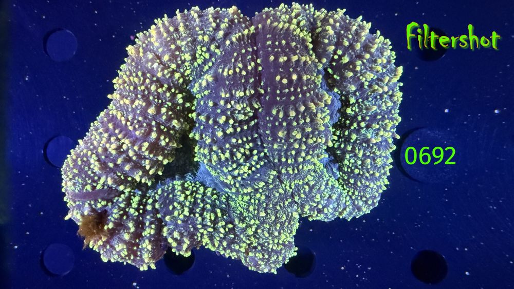 Lobophyllia sp. WYSIWYG 0692