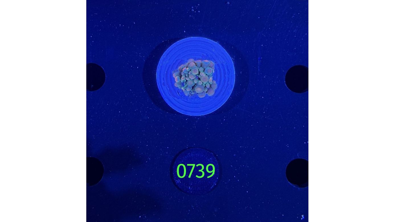 Ricordea sp. WYSIWYG 0739