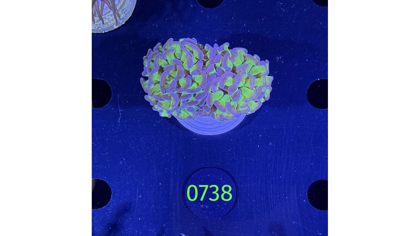 Euphyllia paraancora 0738