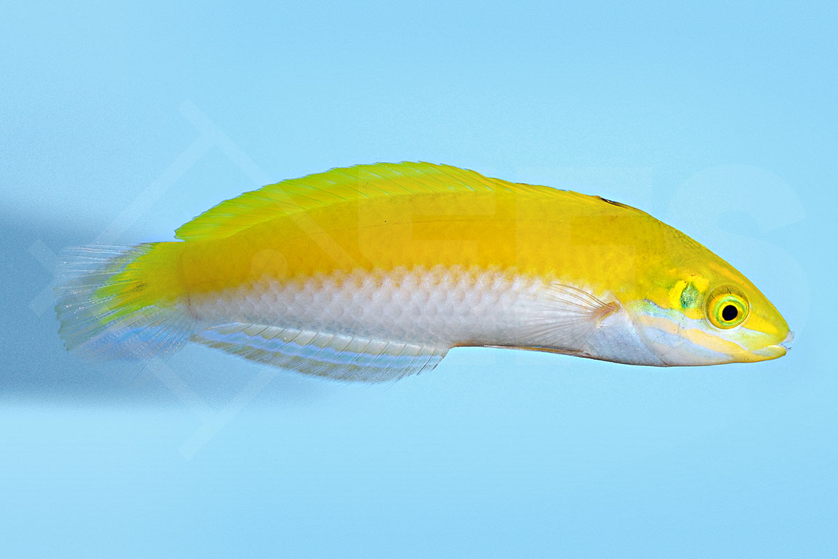 Halichoeres leucoxanthus - Indischer Kanarien Lippfisch