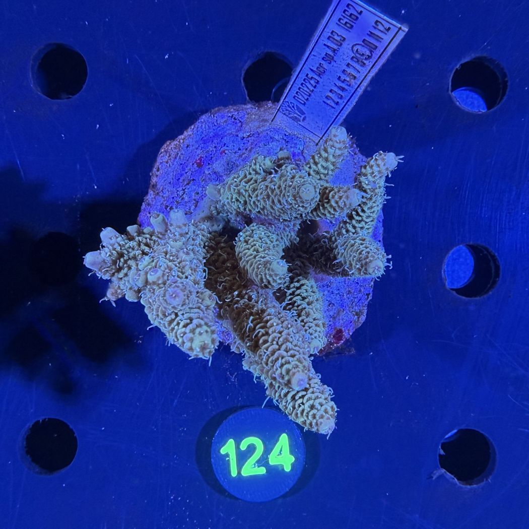 Acropora sp. WYSIWYG 0124