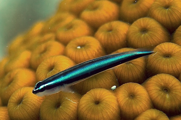 Elacatinus oceanops - Putzer-Neongrundel