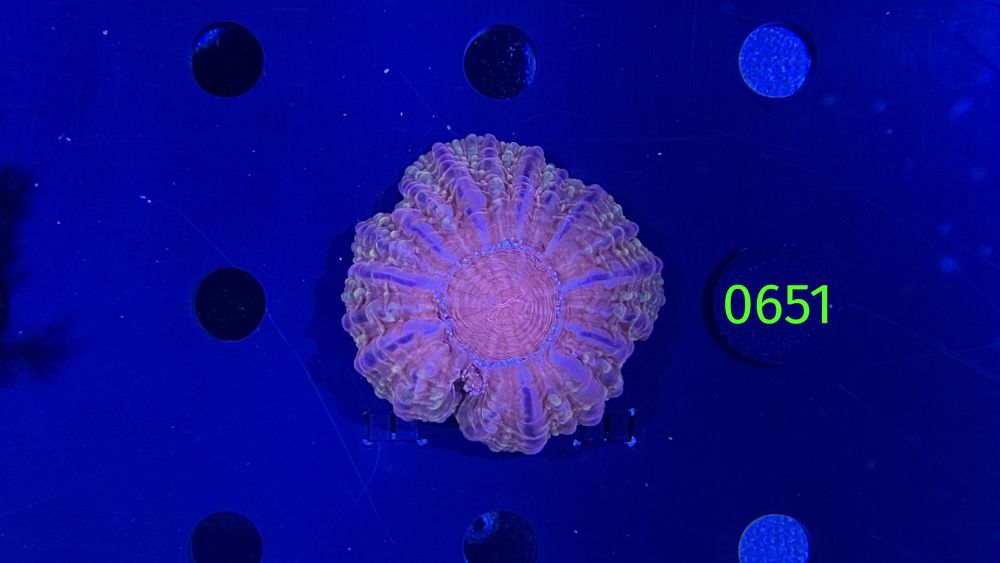 Cynarina lacrymalis WYSIWYG 0651