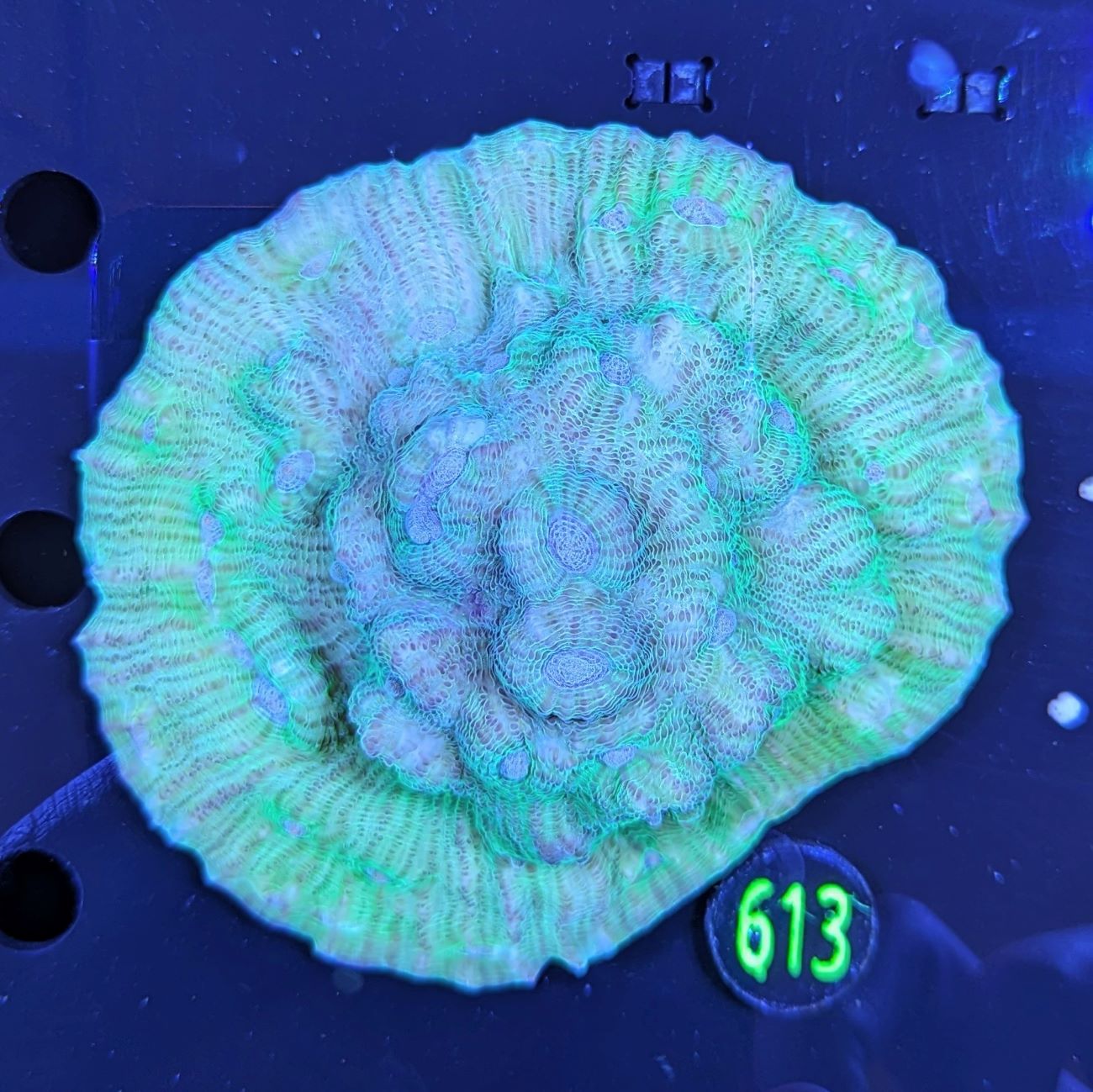 Echinophyllia Chalice Sp. Grün Ultra WYSIWYG 0613