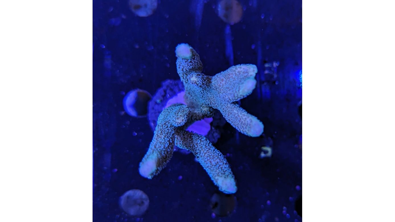 Montipora digitata - Kleinpolypige Steinkoralle Blau Deutsche Nachzucht 0059