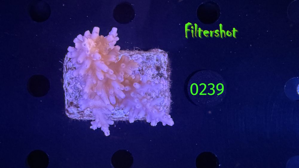 Acropora sp. WYSIWYG 0239