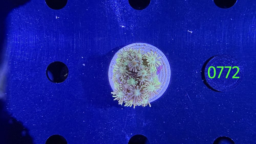 Goniopora sp. WYSIWYG 0772