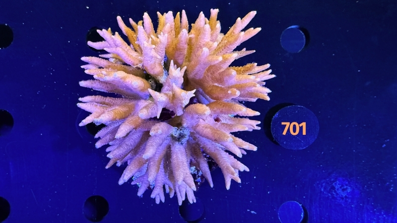 Seriatopora sp. WYSIWYG 0701