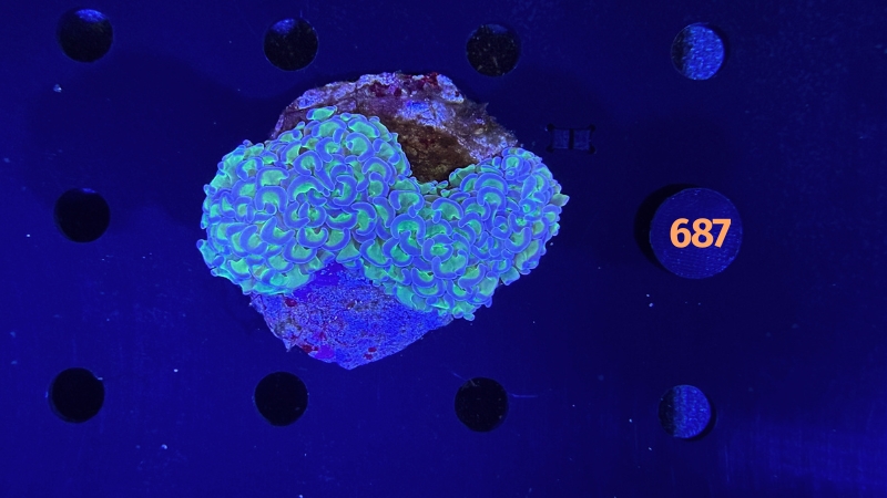 Euphyllia ancora WYSIWYG 0687