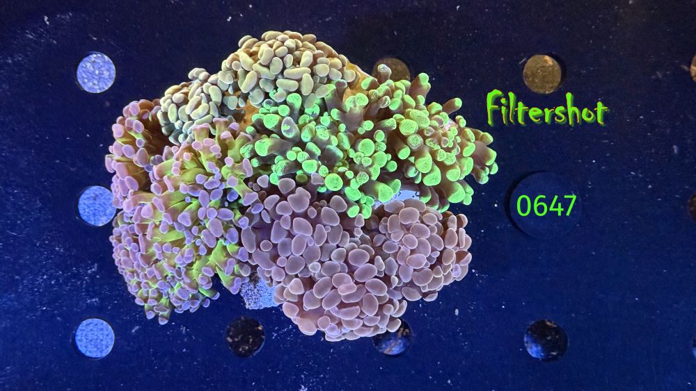 Euphyllia paraancora Kolonie WYSIWYG 0647