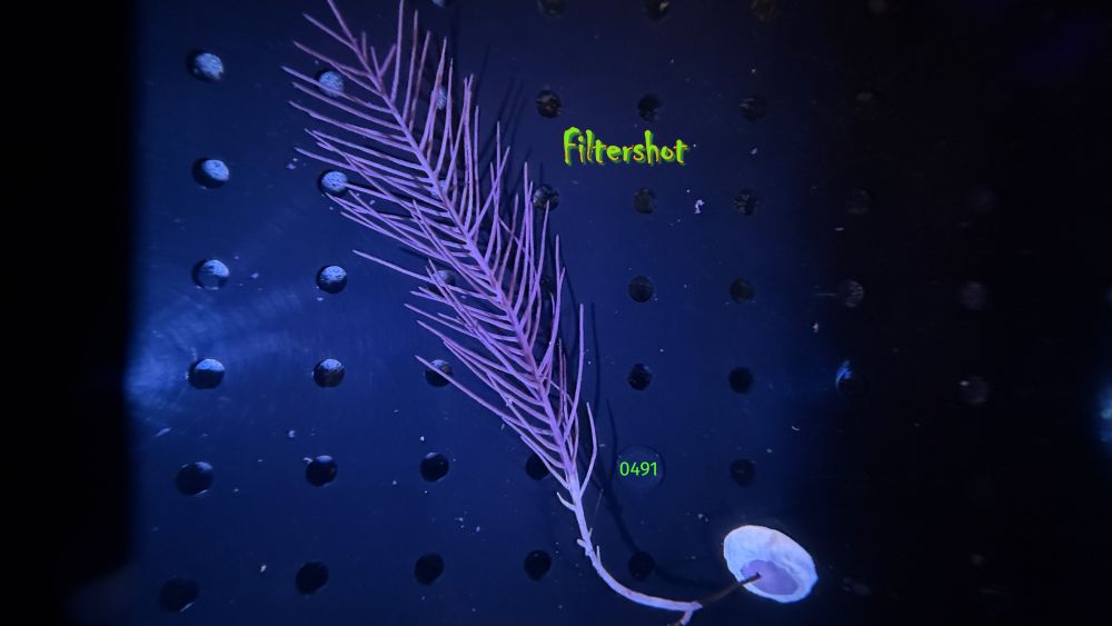 Pseudopterogorgia americana - Schleimige Meerfeder WYSIWYG 0491