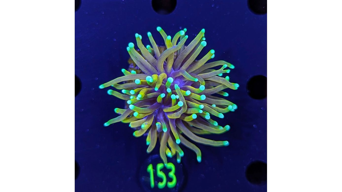 Euphyllia glabrescens - Fackelkoralle Gold-Hellfire Deutsche Nachzucht 0153