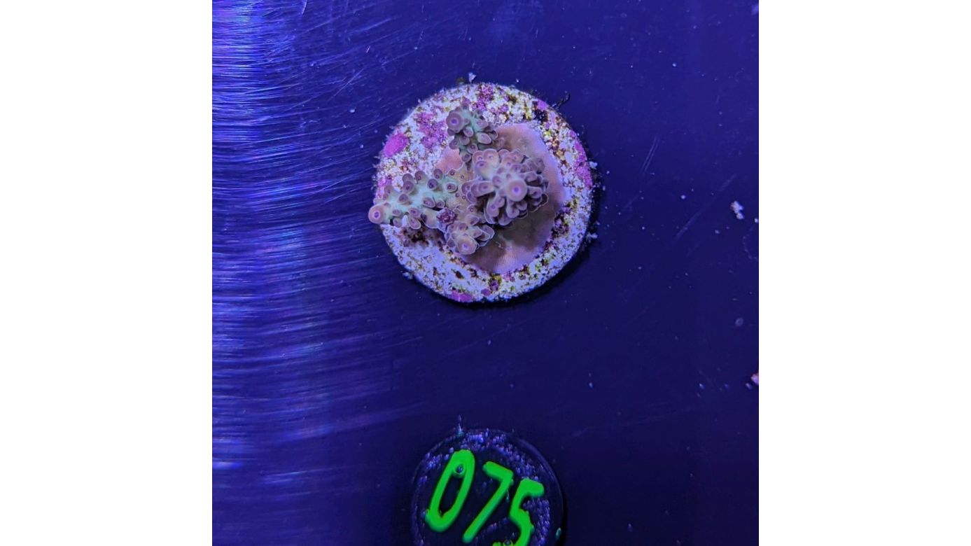 Acropora sp.- Steinkoralle Fiji Deutsche Nachzucht 0075