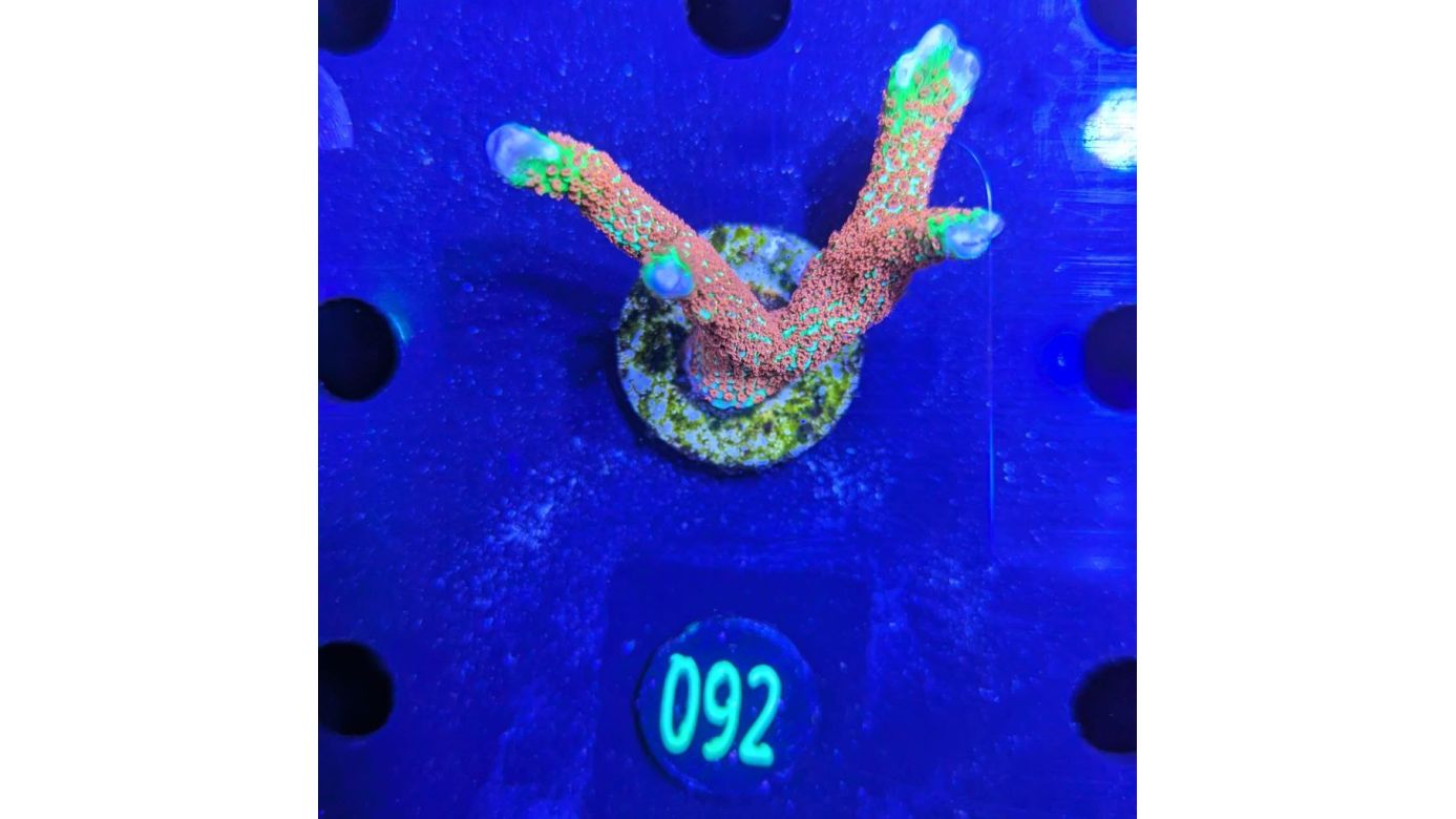 Montipora digitata - Kleinpolypige Steinkoralle Forest Fire Deutsche Nachzucht 0092