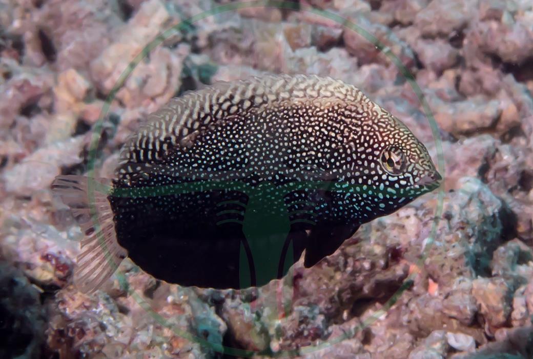Macropharyngodon negrosensis - Schwarzer Leoparden Junker
