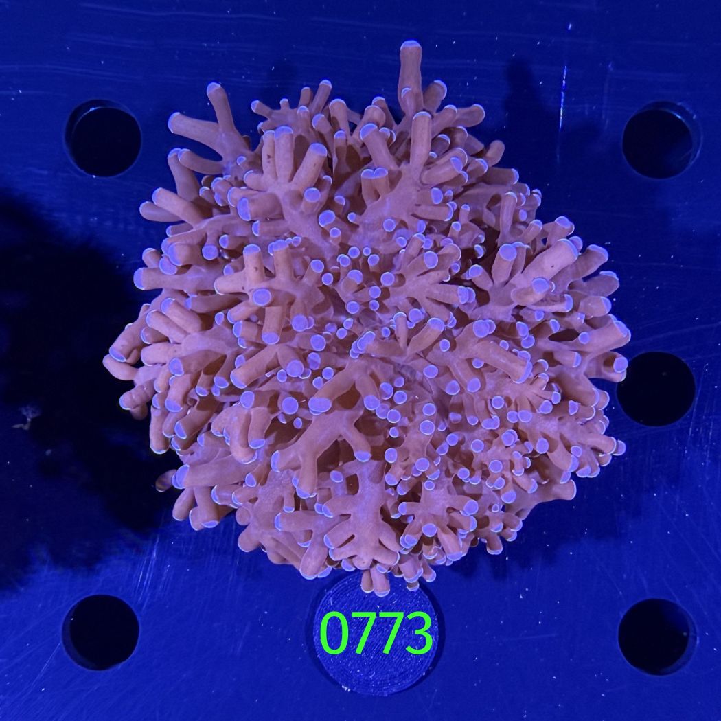 Euphyllia divisa aussi WYSIWYG 0773