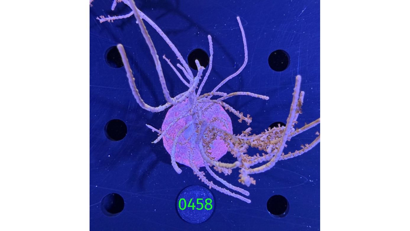 Rumphella sp. - Buschförmige Hornkoralle DNZ 0458