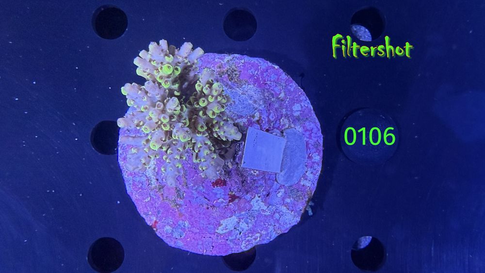 Acropora sp. WYSIWYG 0106