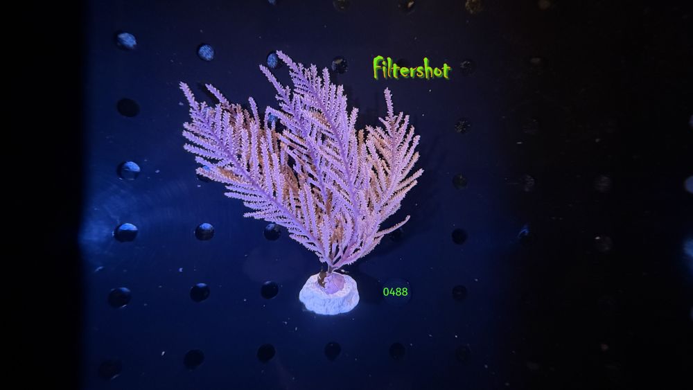 Pseudopterogorgia acerosa - Gorgonie WYSIWYG 0488