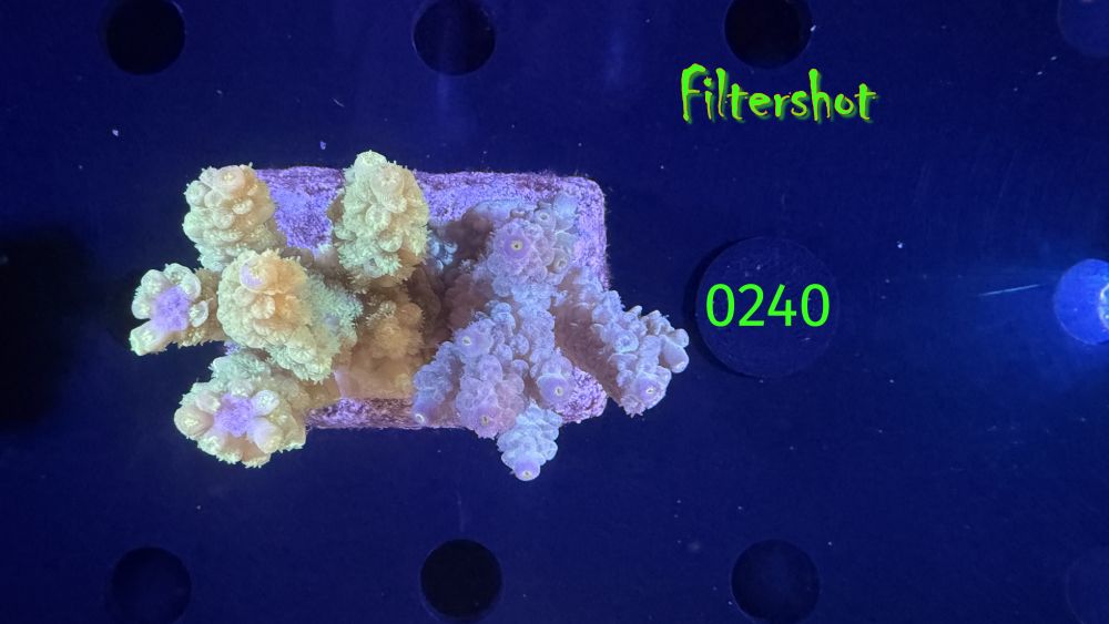 Acropora sp. WYSIWYG 0240