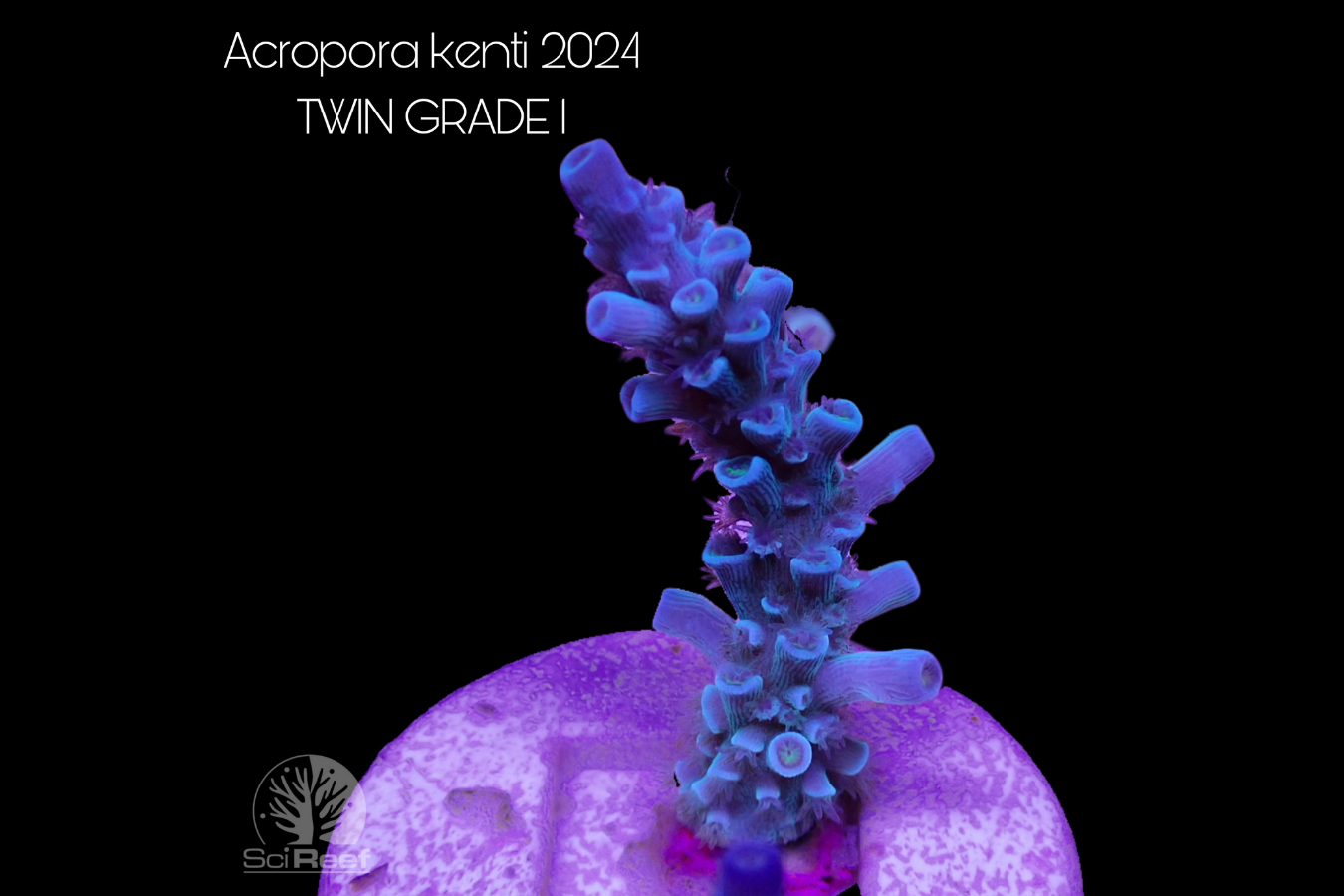 SciReef Acropora kenti TWIN Grade 1 0297
