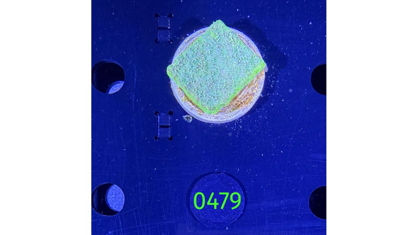 NOCH UNBESTIMMT DNZ 0479