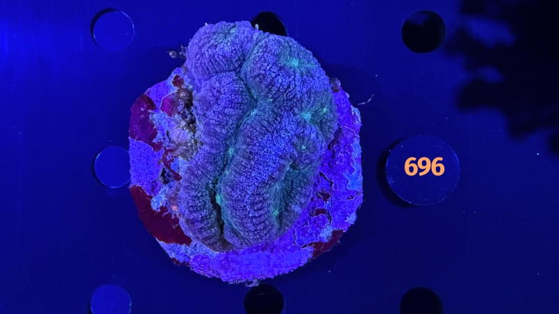 Lobophyllia sp. WYSIWYG 0696