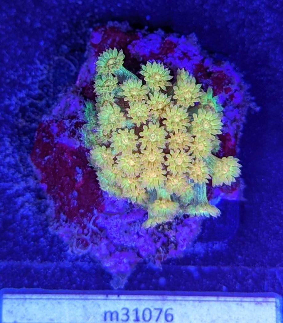 Goniopora sp. - Margeritenkoralle Golden Nugget Deutsche Nachzucht 0006