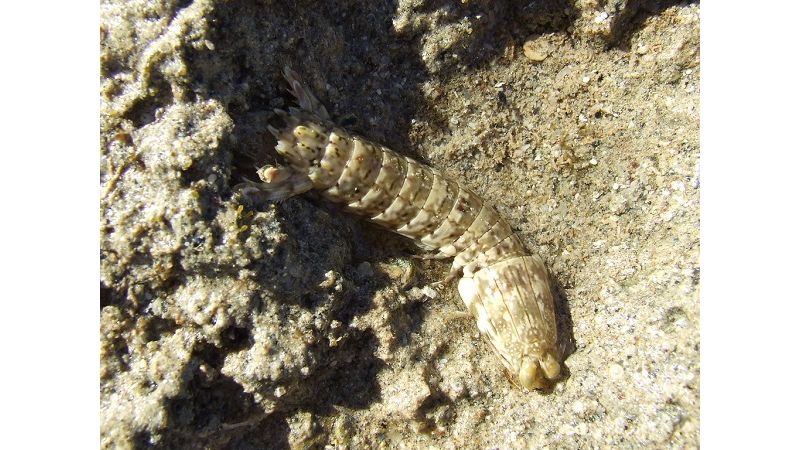 Gonodactylus chiragra - Grüner Fangschreckenkrebs