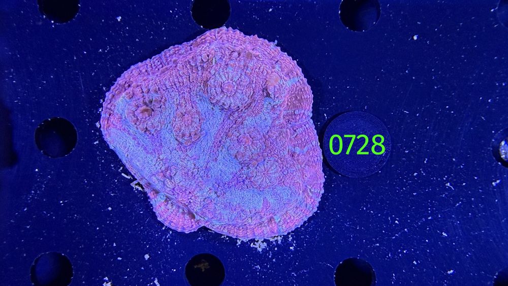 Echinophyllia/Chalice WYSIWYG 0728