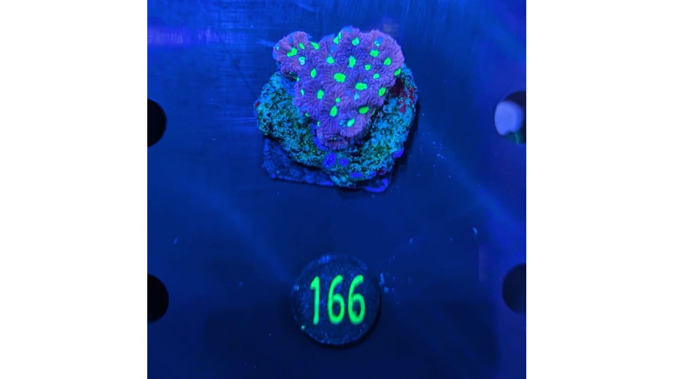 Favia sp. - Hirnkoralle Rot/Grüneaugen Deutsche Nachzucht 0166