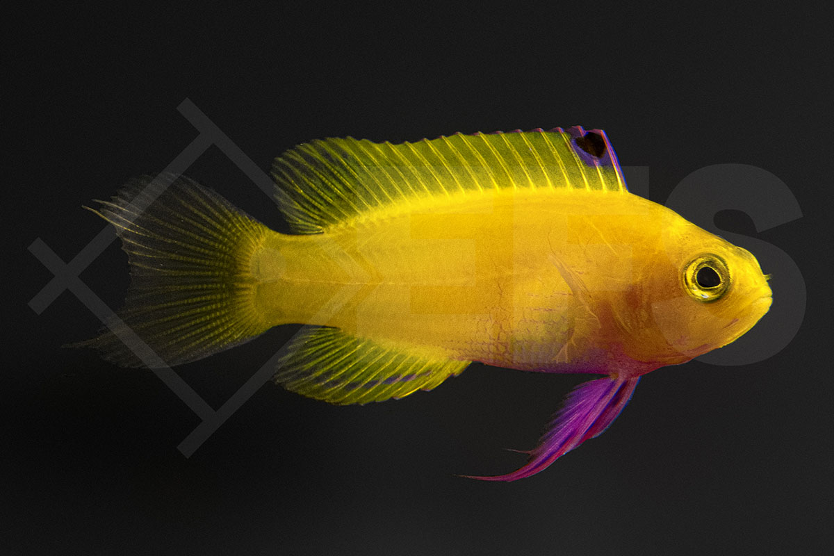 Gramma dejongi - Goldener Feenbarsch "Purple" NZ