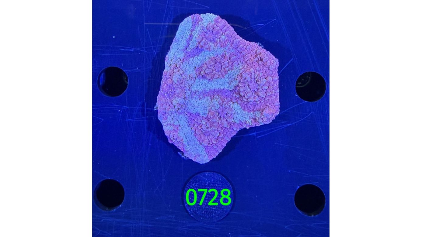 Echinophyllia/Chalice WYSIWYG 0728