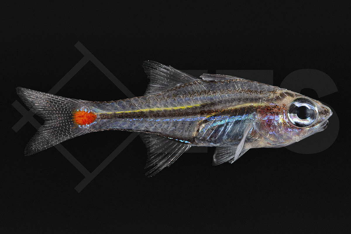 Ostorhinchus parvulus - Rotfleck-Kardinalbarsch