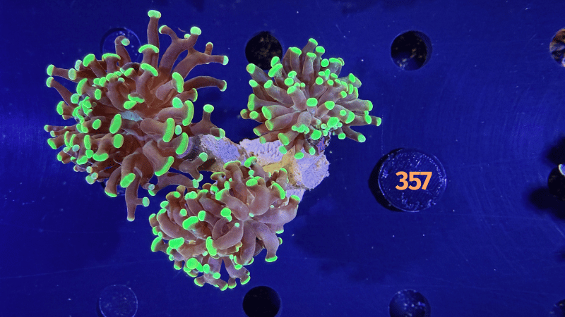 Euphyllia paraancora 3 Kopf "grün" PlanktonPlus Nachzucht 0357