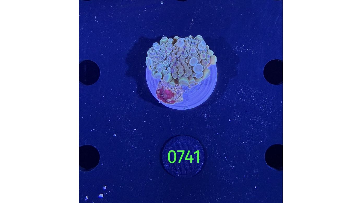 Ricordea sp. WYSIWYG 0741