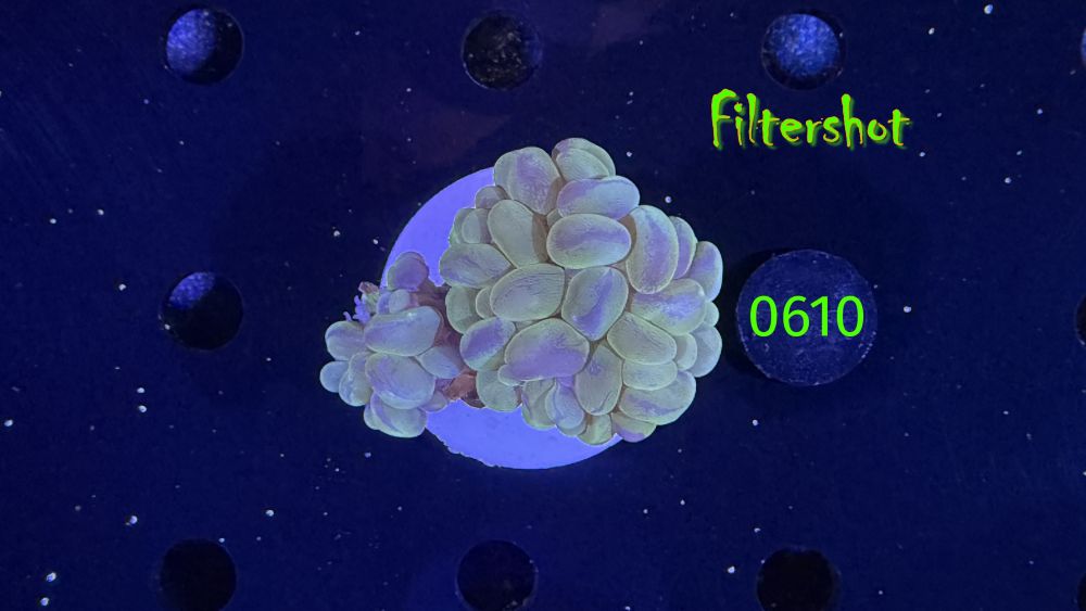 Plerogyra sinuosa - Blasenkoralle WYSIWYG 0610