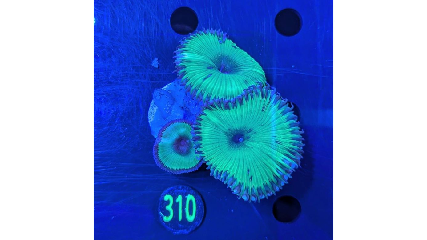 Palythoa grandis - Krustenanemone Grün PlanktonPlus Nachzucht 0310