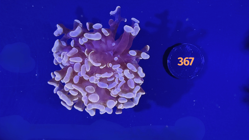 Euphyllia paraancora "Rosegold" 0367
