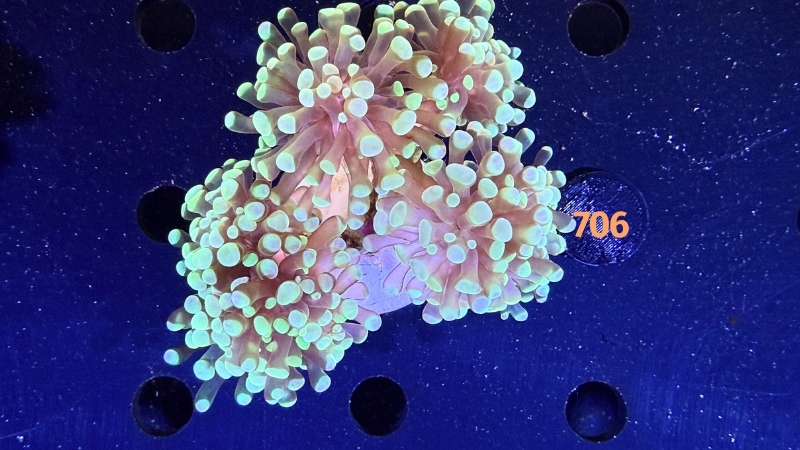 Euphyllia paraancora WYSIWYG 0706