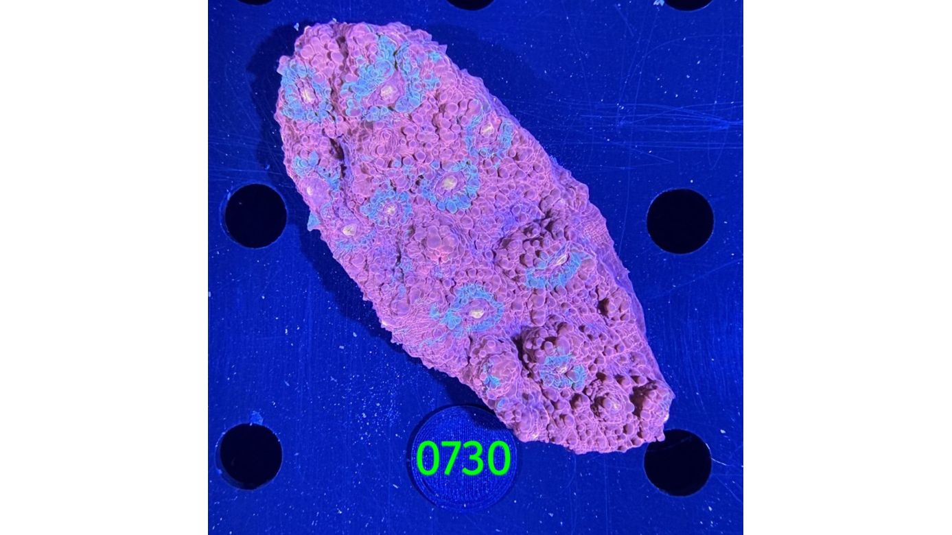 Echinophyllia/Chalice WYSIWYG 0730