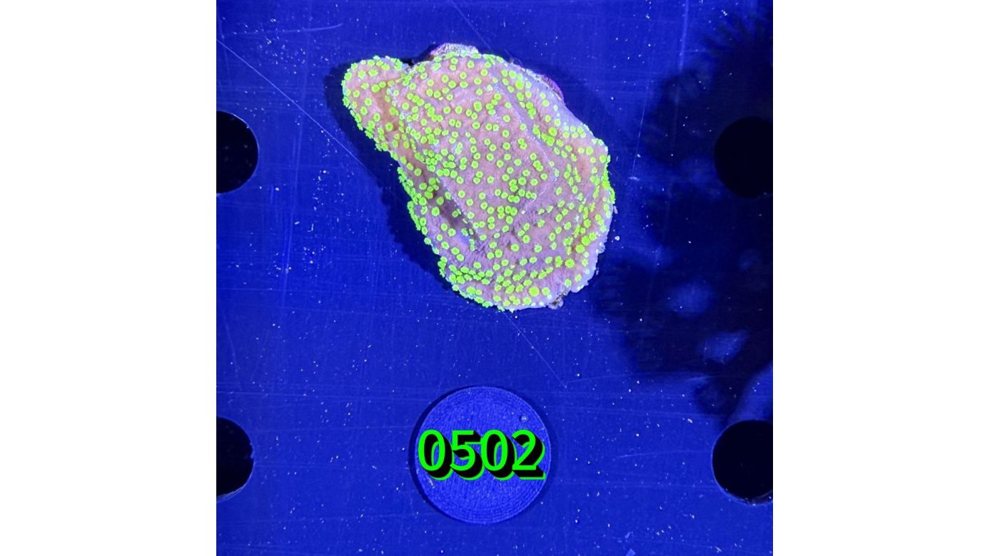 Montipora hoffmeisteri - Kleinpolypige Steinkoralle Deutsche Nachzucht 0502