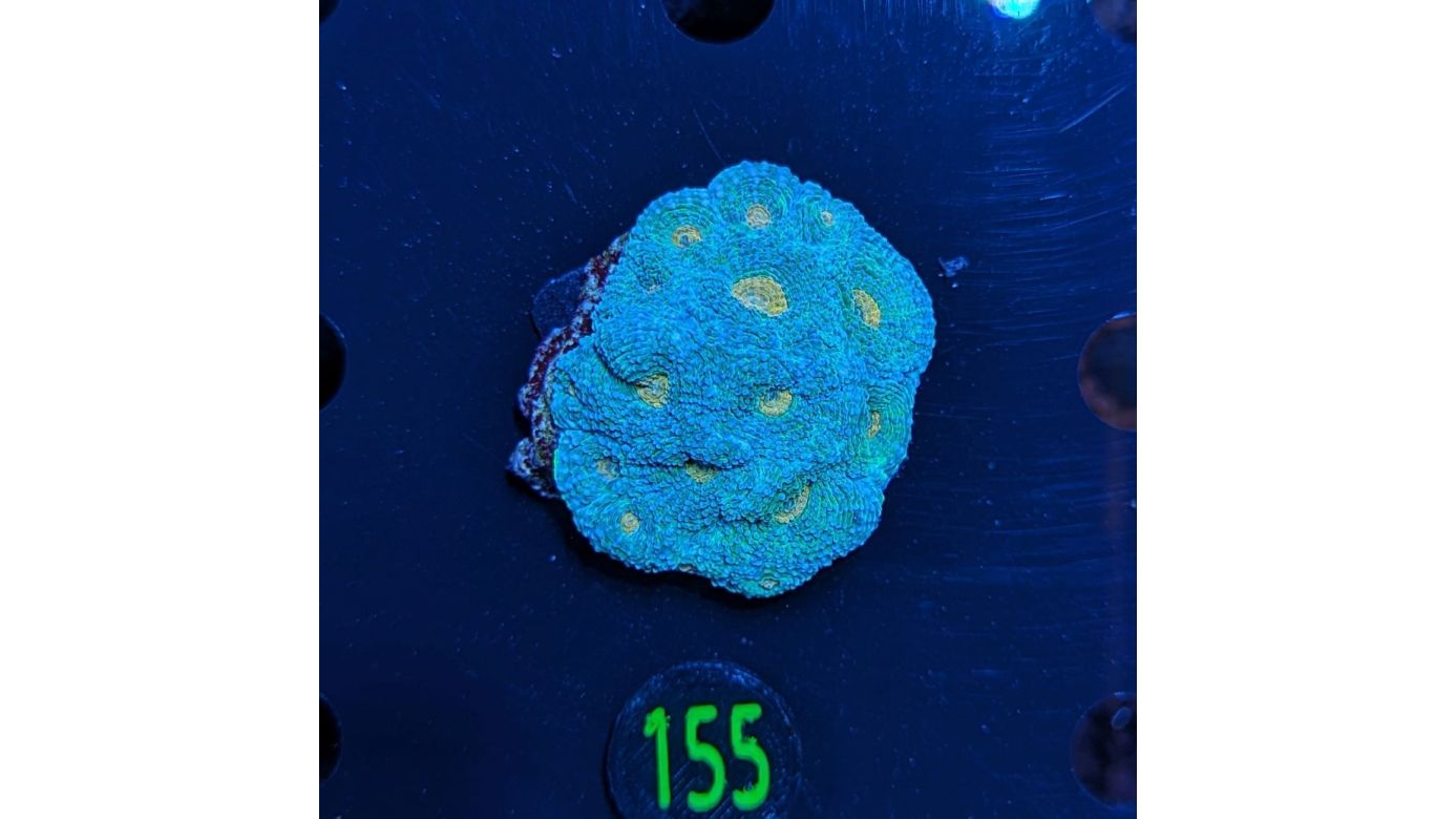 Acantastrea echinata - Hirnkoralle Grün/Orangener Mund Deutsche Nachzucht 0155