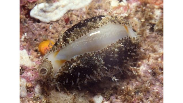 Monetaria annulus - Goldring Kaurischnecke