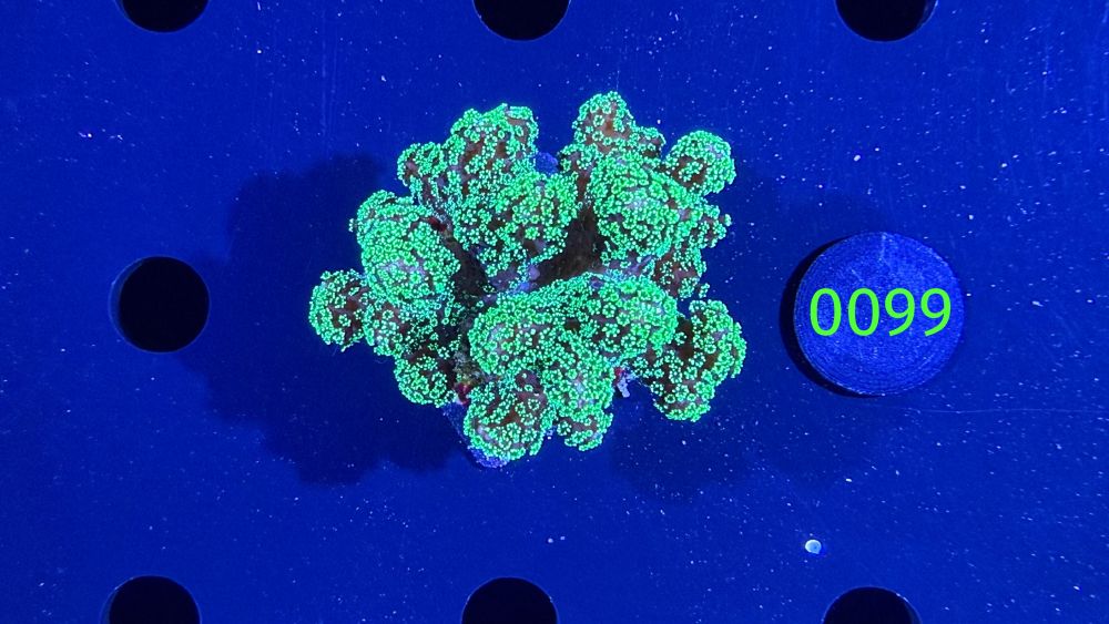 Stylophora pistillata - Steinkoralle "grün" DNZ 0099